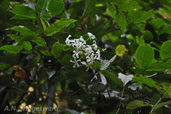 Combretum shivannae